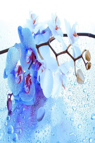 Orchid Elegance: Nature's Artistry 🌸✨