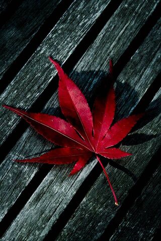 Red Leaf