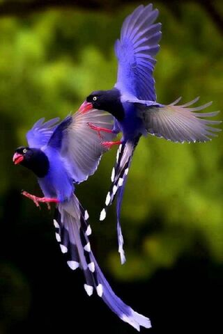 Beautiful Bird Wallpaper - Download to your mobile from PHONEKY