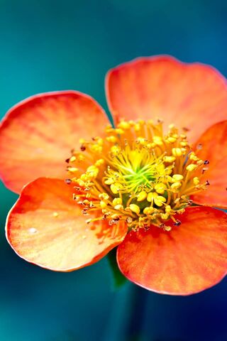 Vibrant Petals: A Close-Up Journey into Nature's Artistry 🌼✨