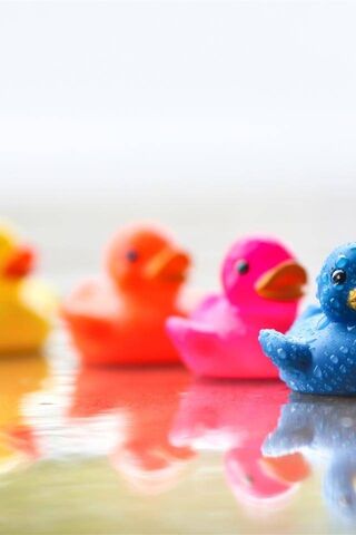 Splash of Color: The Rubber Duck Parade! 🦆🌈