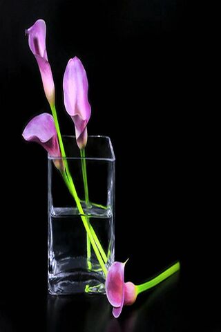 Elegance in Bloom: A Dance of Pink Petals 🌸✨
