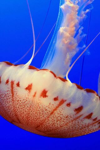 Wonderful Undersea