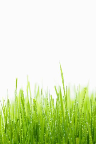 Morning Bliss: Dewy Grass Awakens 🌿✨