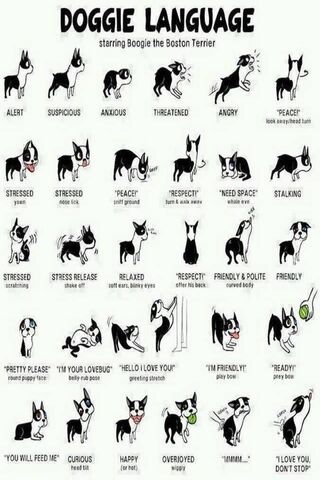 Understanding Your Pup: A Guide to Doggie Language 🐾