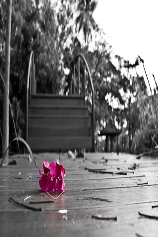 Petals of Serenity 🌸