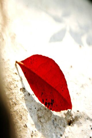 Crimson Elegance