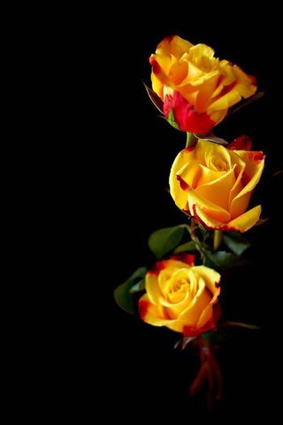 Radiant Blooms: A Symph..