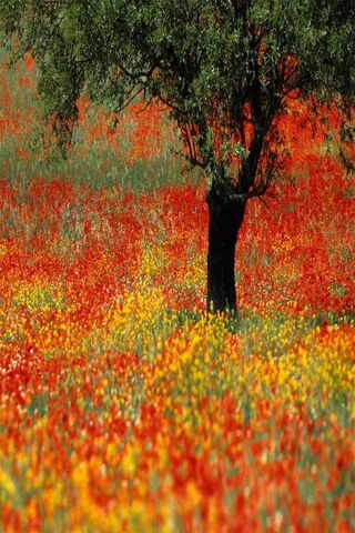 Vibrant Nature: A Field of Color