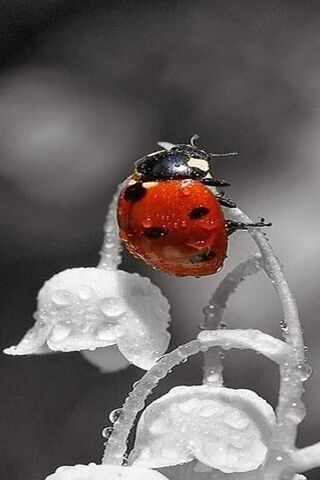 Ladybug Wallpaper - Download to your mobile from PHONEKY