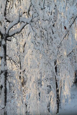 Enchanted Winter Wonderland ❄️🌲