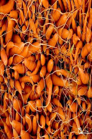 Harvest of Vibrant Carrots 🥕✨