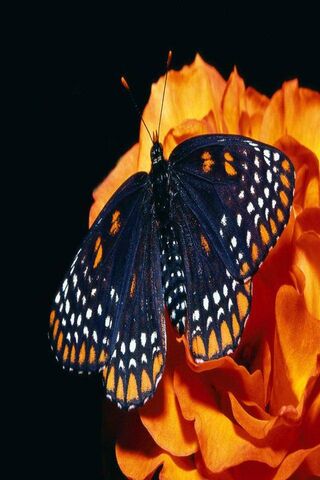 Midnight Elegance: The Black Butterfly's Dance