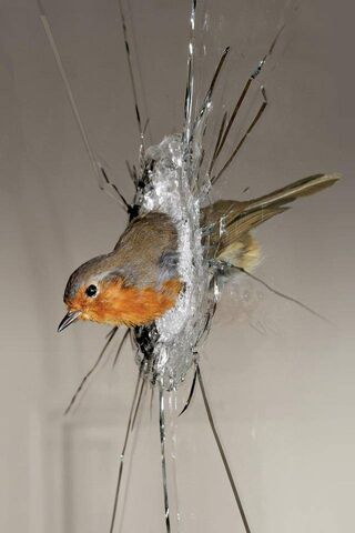 Unexpected Arrival: A Feathered Surprise! 🐦💥