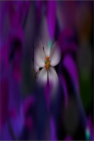 Whispers of Elegance