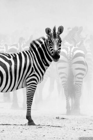 Phoneky معظم تحميل กล ม Zebra Hd خلفيات هذا الأسبوع