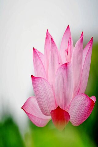 Radiant Serenity: The Lotus Blossom