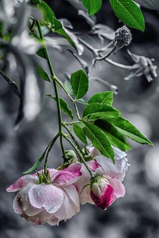 Whispers of Nature's Elegance 🌹✨