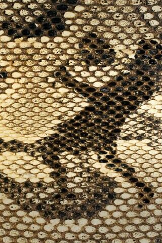 Nature's Intricate Art: The Beauty of Snake Skin 🐍✨