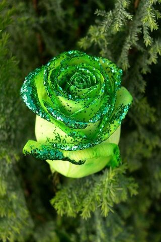 Emerald Elegance: The E..