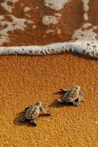 Turtles