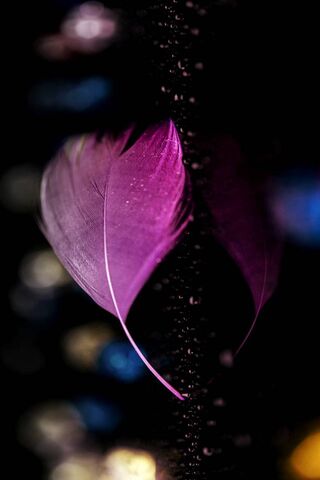 Bokeh Feather