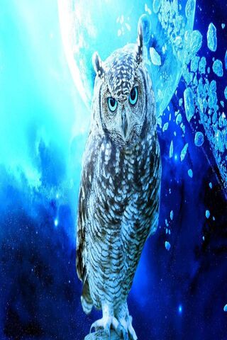 Owl Wallpaper - Download to your mobile from PHONEKY