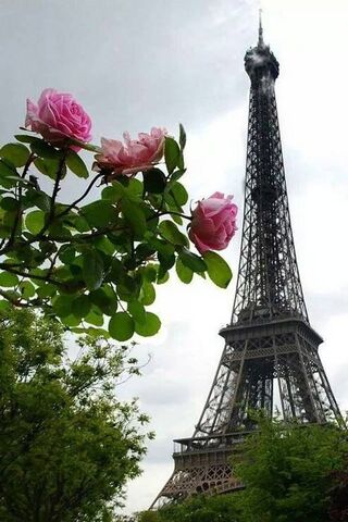 Blooming Beauty at the Eiffel Tower 🌸🗼
