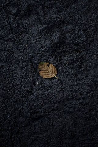 Solitary Leaf: Nature's..