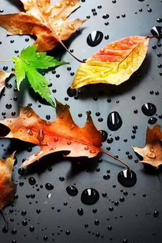 Nature's Glimmer: Raindrops on Autumn Leaves 🍂💧