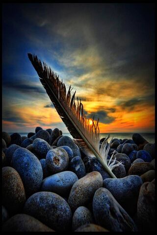 Nature's Elegance: A Feather Among Stones