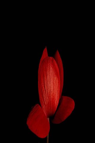 Radiant Blossom in the Dark 🌹✨