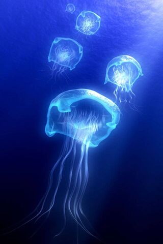 Jelly-Fish