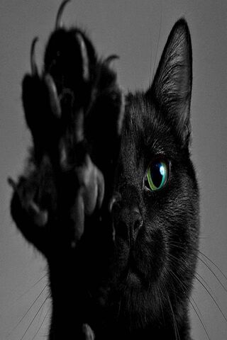 Enigmatic Paws of the S..