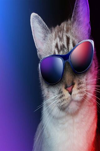 Funny Cat Wallpaper - Download to your mobile from PHONEKY