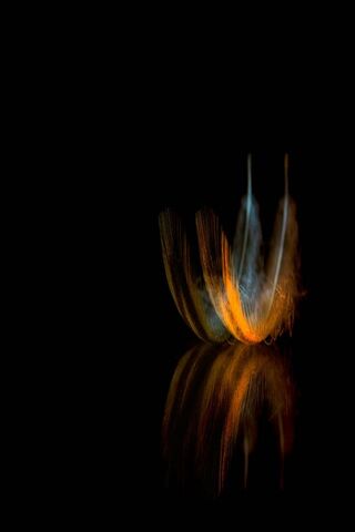 Whispers of Light: The Feather Dance 🪶✨