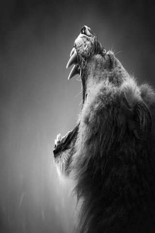 Majestic Roar of the King 🦁