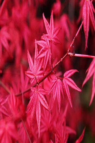 Crimson Elegance: The Beauty of Maple Leaves 🍁✨
