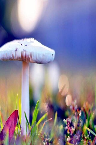 Whispers of the Forest: The Enigmatic Mashroom 🍄✨