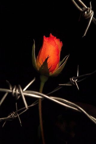 Beauty Amidst the Thorn..