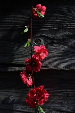 Blossoms of Serenity 🌸