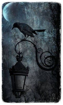Crow wallpaper by philvb  Download on ZEDGE  e879