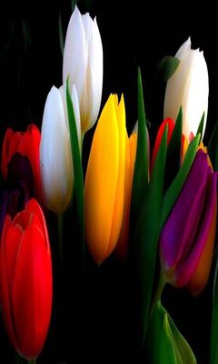 Colorful Tulips Wallpaper - Download to your mobile from PHONEKY