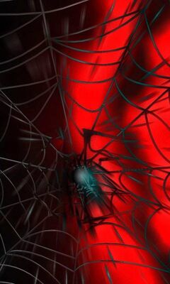 Spider Net Wallpaper - Download to your mobile from PHONEKY