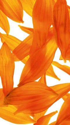 Flower Petals Wallpaper - Download to your mobile from PHONEKY