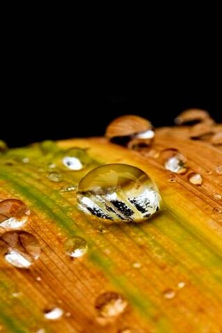 Nature's Crystal Orbs: Waterdrops on Leaf 🌿💧