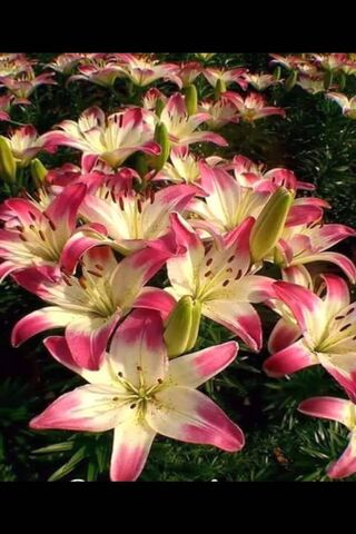 Amor in Bloom: A Symphony of Lilies 🌸💖