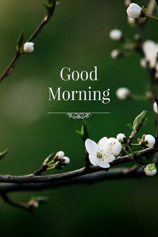 Awakening Blossoms 🌸