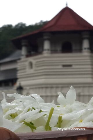 Sacred Offerings at Dalada Maligawa 🌸🏛️