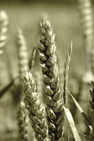 Golden Fields of Wheat 🌾✨